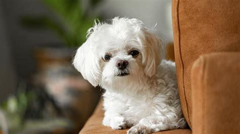 How Big Does A Maltese Terrier Get