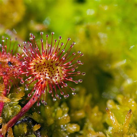 Sundew | Description, Habitat, Adaptations, & Facts | Britannica