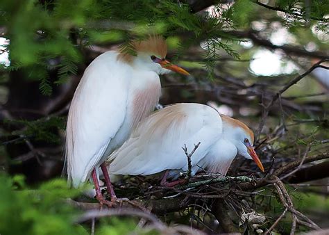 Cattle Egret Nesting Photograph by Dan Dennison - Pixels