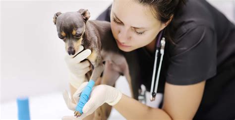 How to Become a Veterinary Technician | YTI Career Institute