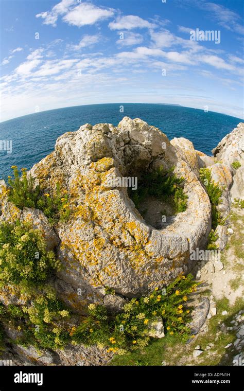 Fossil forest, dorset hi-res stock photography and images - Alamy