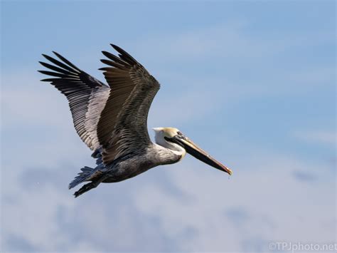 Pelican Fly By | TPJphoto.net