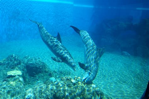 Siegfried & Roy's Secret Garden and Dolphin Habitat | Flickr