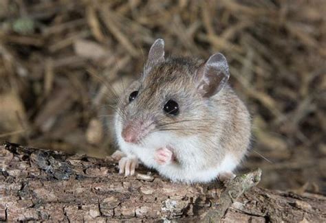 Deer Mouse Facts