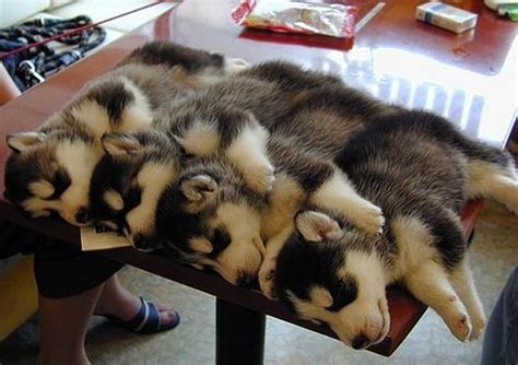 Husky puppies sleeping on a table - Teh Cute