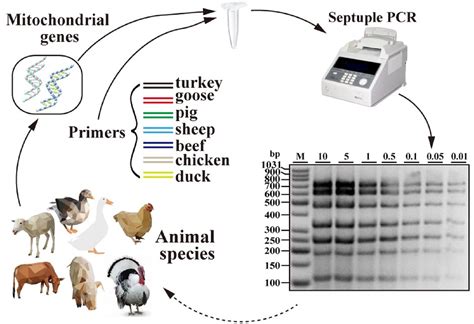 Foods | Free Full-Text | A Simple and Reliable Single Tube Septuple PCR ...