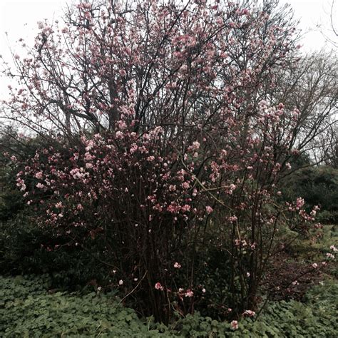 Viburnum x bodnantense 'Dawn' | Shrubs, Viburnum, Plants