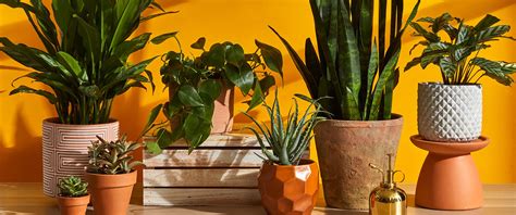 Ultimate Plant Guide: Tips to Keep Your Houseplants Alive