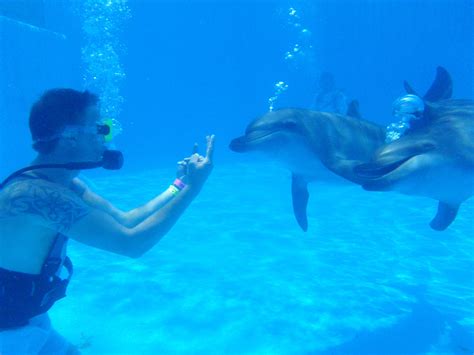 The dolphin dive experience is amazing!! Come check it out for yourself ...