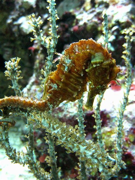 Seahorse Camouflage by FicktionPhotography on DeviantArt