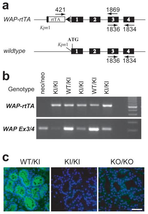 Longitudinal analysis of mammogenesis using a novel tetracycline ...