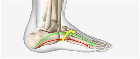 Arches Of The Foot