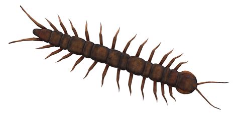 Centipede isolated on a Transparent Background 24249254 PNG