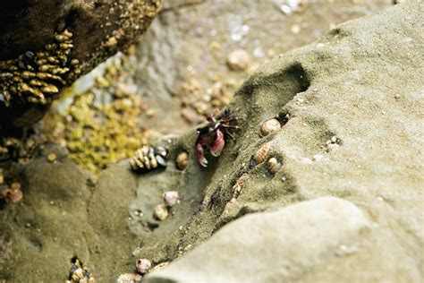 Bug Bites From Beach Sand | Sciencing