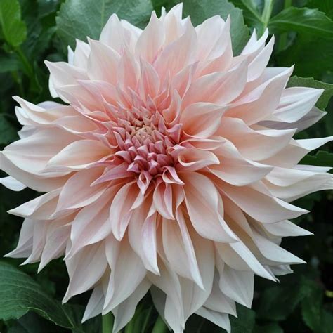 Cafe Au Lait Dahlia in 2020 | Growing dahlias, Dahlia flower, Dalia flower