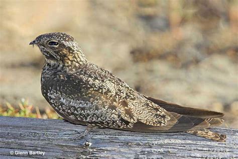 Common Nighthawk (Bird) - ID, Facts, Diet, Habit & More | Birdzilla