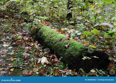 Gammal Mossig Inloggning Skogen Arkivfoto - Bild av balinesen ...