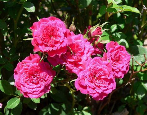 Growing a Miniature Rose Bush Outdoors | hubpages