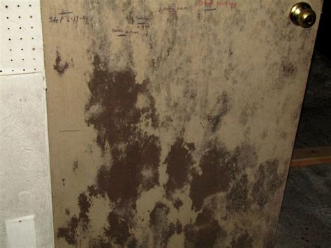 Home Mold & Black Mold Testing in Morgantown, WV | Mountaineer ...