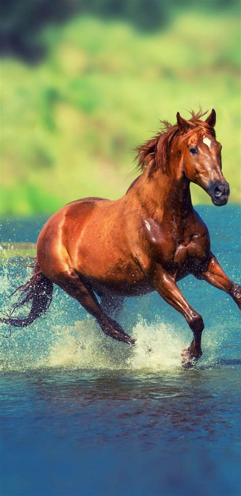 Running Horse Wallpapers - Wallpaper Cave