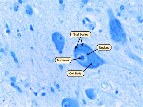 Peripheral Nerve Bundle