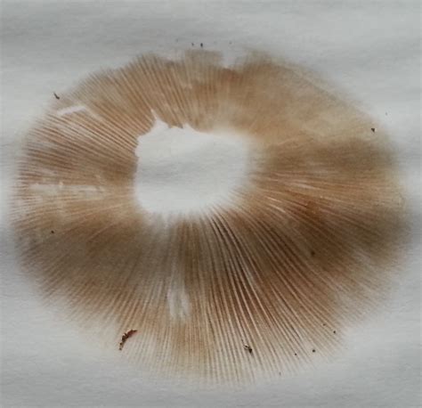 ID of possible psilocybe ovoideocystidiata! - Mushroom Hunting and ...