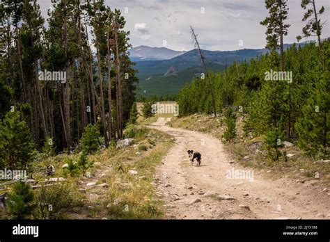 On a hiking trail in the Cloud Peak Wilderness stands a dog surrounded ...