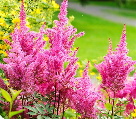 Flowers for shade - bingercastle