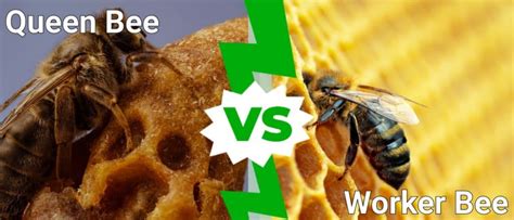 Queen Bee vs Worker Bee: What are the Differences? - IMP WORLD