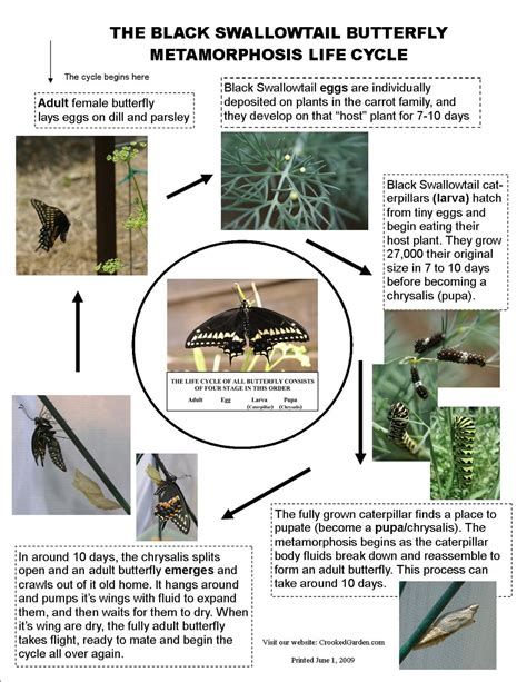 Raising Swallowtail Butterflies - Bio Bungalow - Life, Education, Home ...