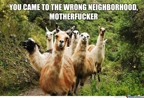 21 Funny Llama Memes If You Don't Need No Drama