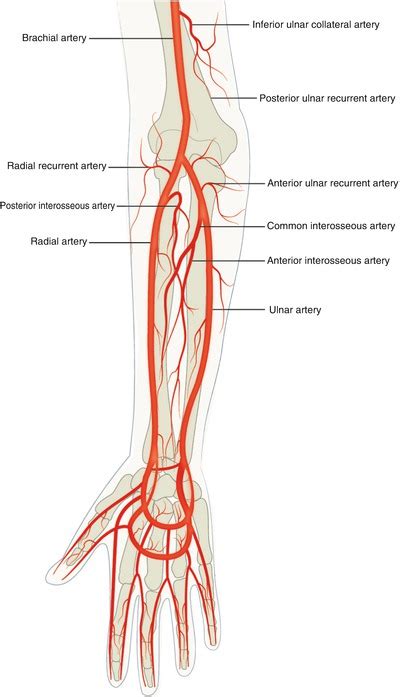 Radial Artery - Physiopedia