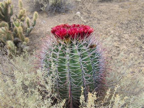 Cannundrums: Sonoran Barrel Cactus