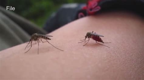 More mosquitoes becoming resistant to insecticide sprays - YouTube