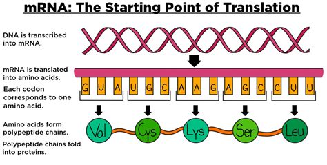 Mrna Template Strand