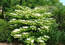 Viburnum mariesii - planting, care, pruning