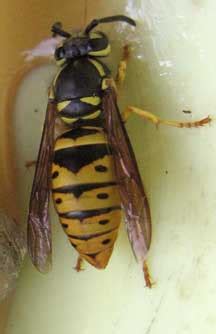 Eastern Yellow Jacket Queen - What's That Bug?