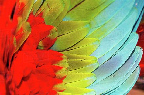 Close-up of a colorful wing of an ara parrot bird in the amazon - Stock ...