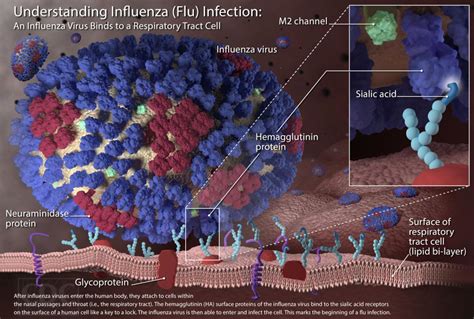 Got flu? UW-L doc wants to try medication on you