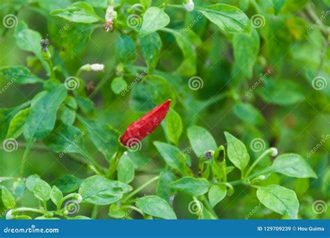 Red chili pepper plant stock image. Image of eating - 129709239