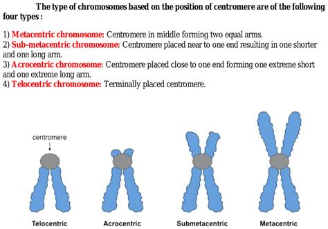 Centromere Types