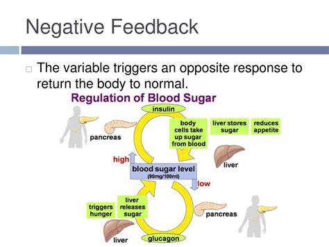 Homeostasis Feedback Loop