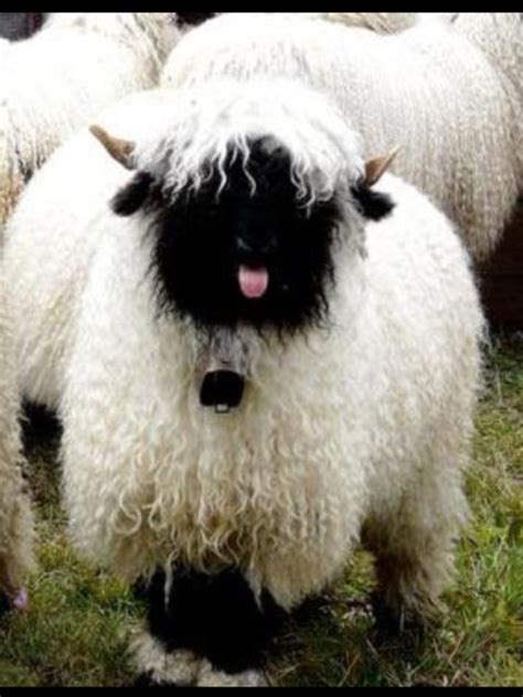 HugeDomains.com | Cute sheep, Cute animals, Animals beautiful