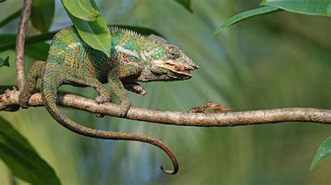 Chameleon Diet Guide - How To Feed Your Chameleon the Right Way