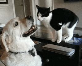 Gif Cats and Dogs - Kody-has-Whitehead