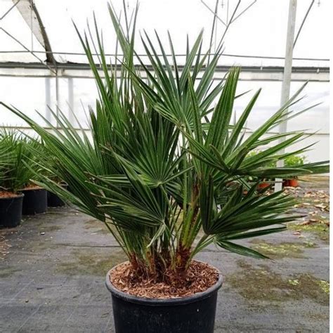 Chamaerops Humilis Palmeras — Floresfrescasonline