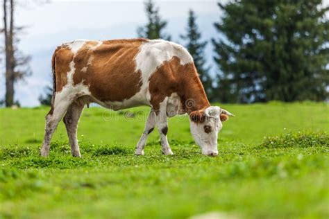 Cow eating grass stock photo. Image of farm, landscape - 127655694