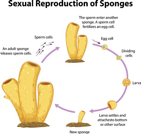 Diagram showing sexual reproduction in sponges 6159108 Vector Art at ...