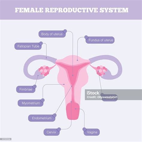 Female Reproductive System Flat Vector Infographic Stock Illustration ...