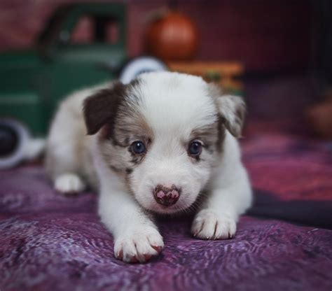 Quentin is a sweet red merle male border collie puppy for sale ...